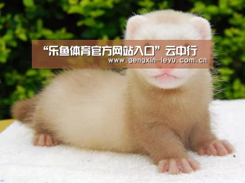 “乐鱼体育官方网站入口”云中行(图3) 乐鱼官方网站下载
