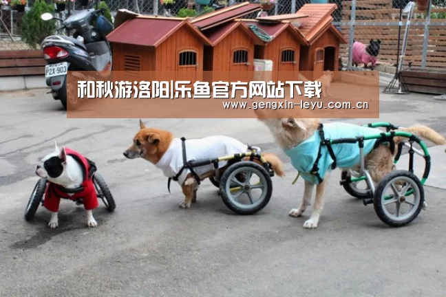 乐鱼体育官方网站入口